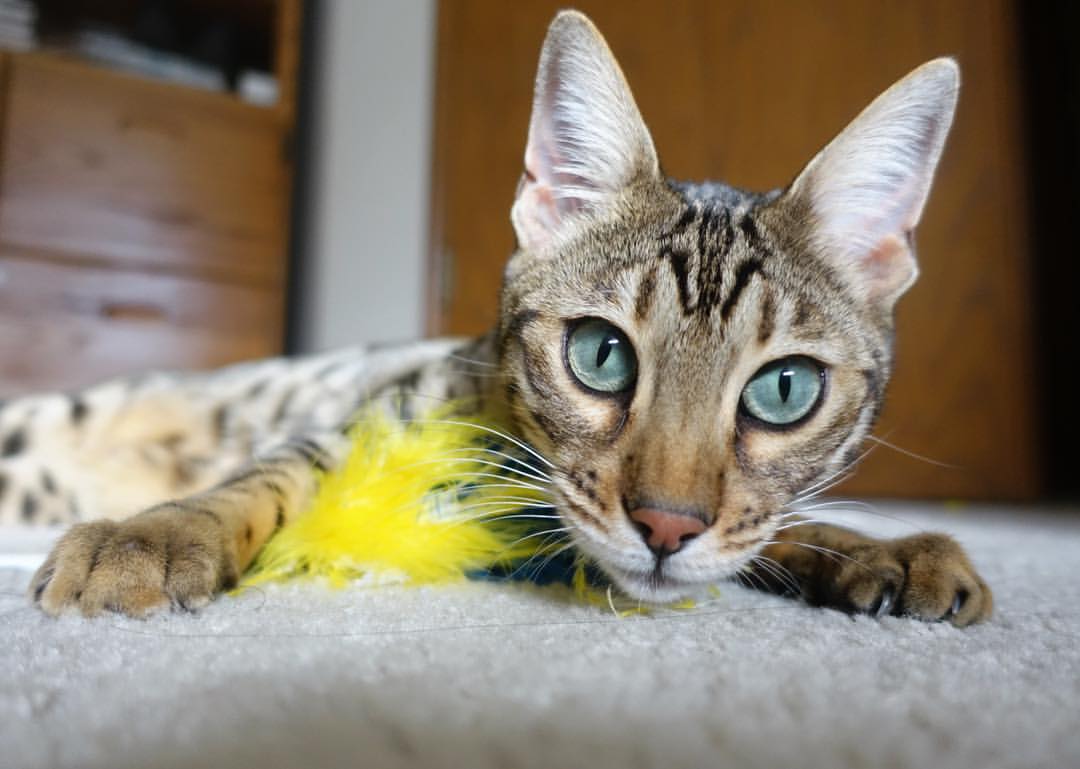 乐鱼体育官网-NBA常规赛东部强队鏖战四节，nba常规赛东部强队鏖战四节多少分钟